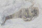 Eurypterus (Sea Scorpion) Fossil - New York #86788-1